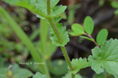 Senecio wightii